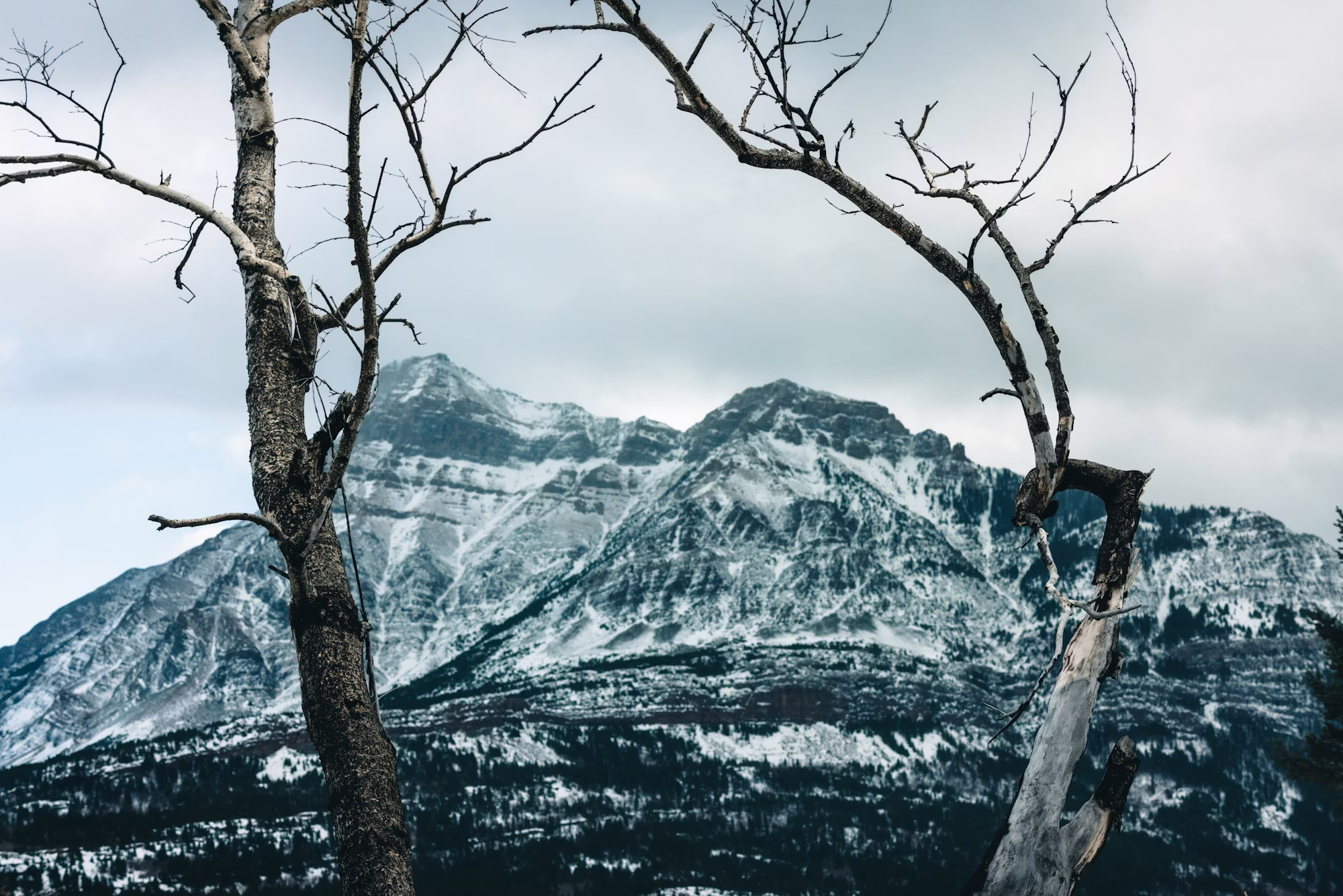 Exploring the World of Tea: A Journey Through Cultures and Flavors